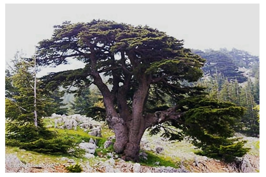 Ливанский кедр в Ливадии