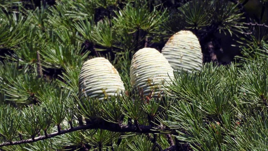 Шишка гималайского кедра