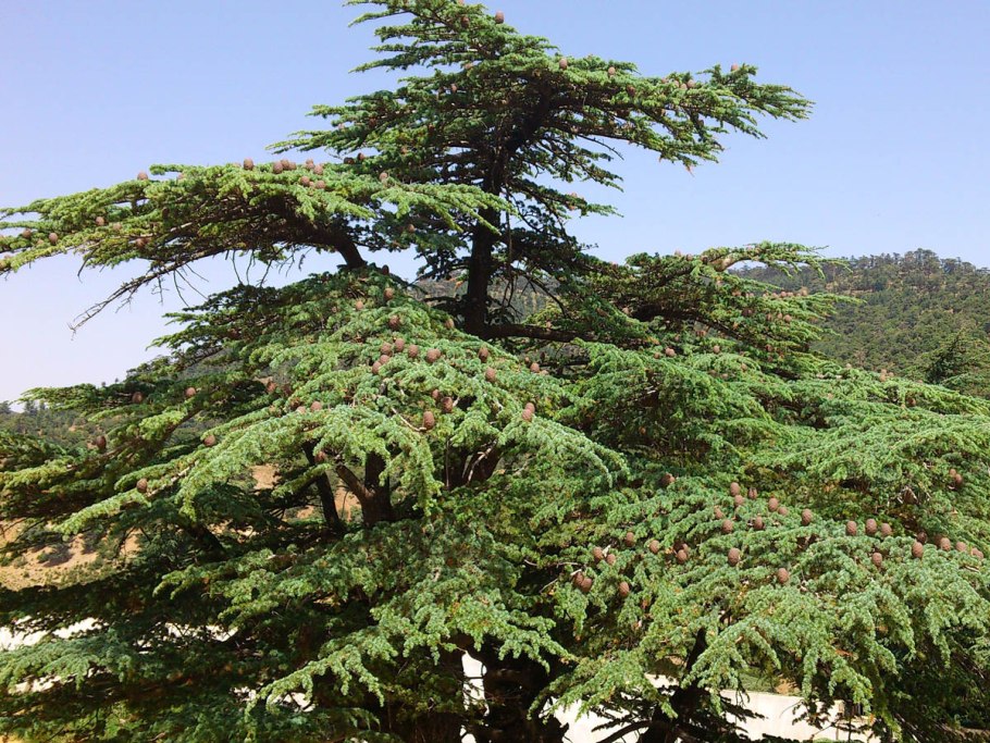 Кедр атласский Гималайский