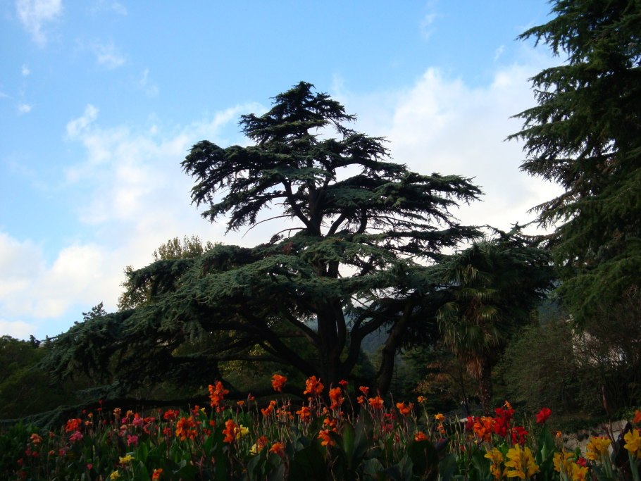 Кедр Карасанский ливанский