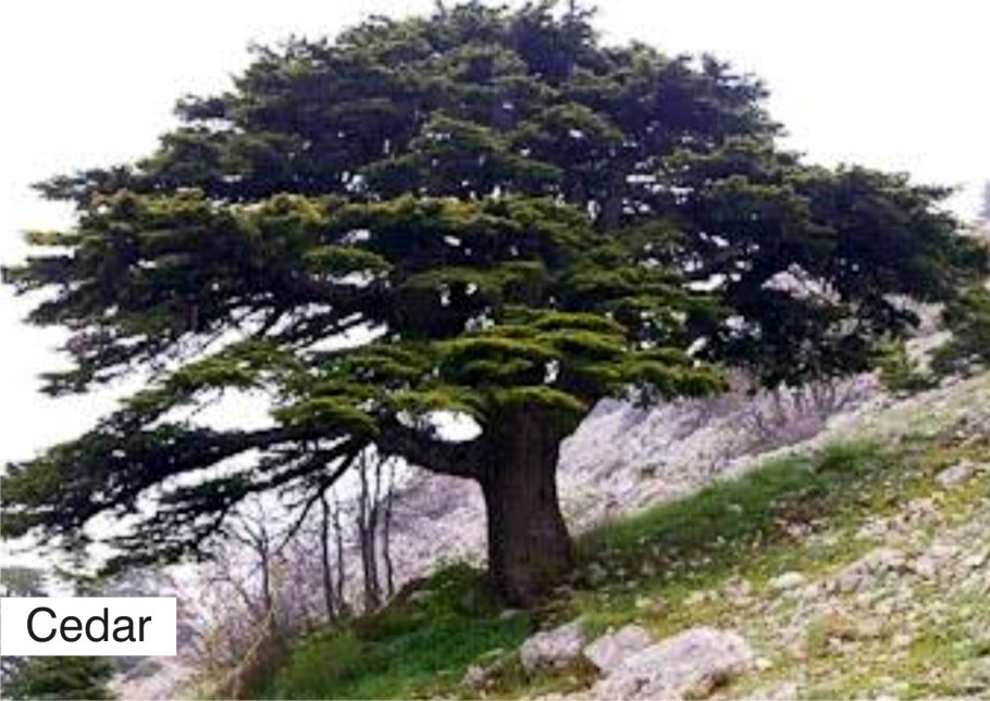 Lebanese Cedar Bible