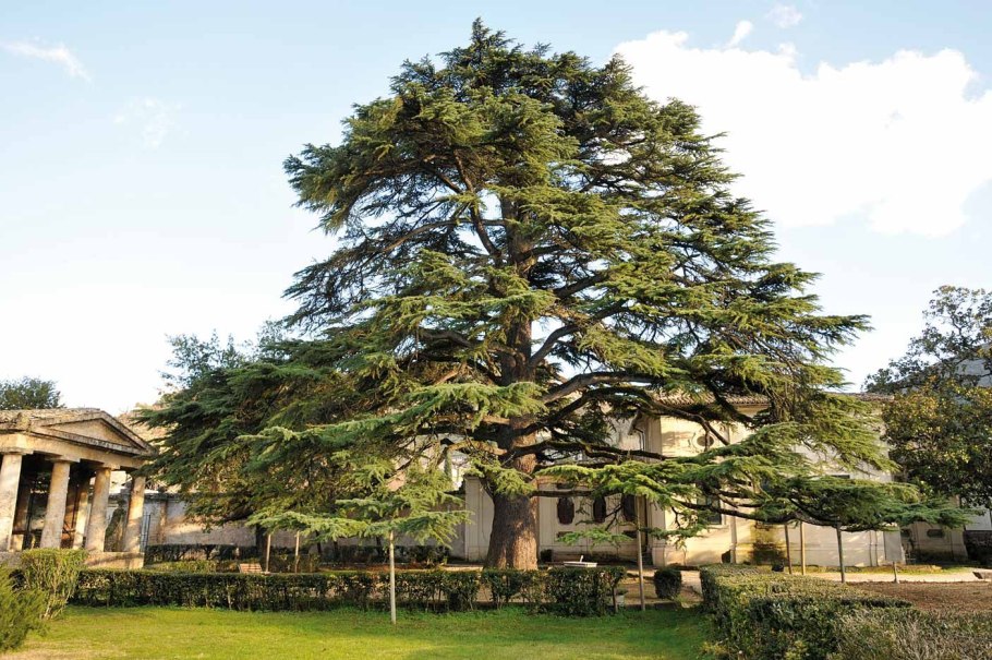 Испанский кедр