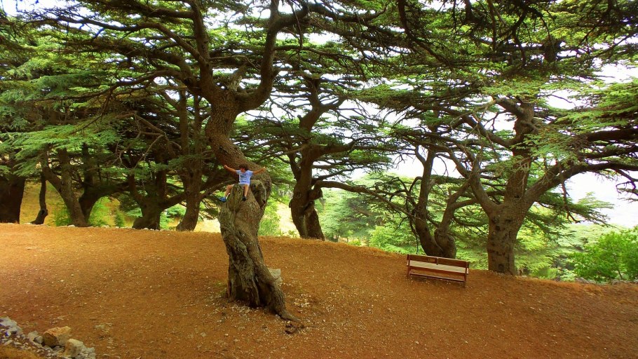 Кедр ливанский Никитский Ботанический сад