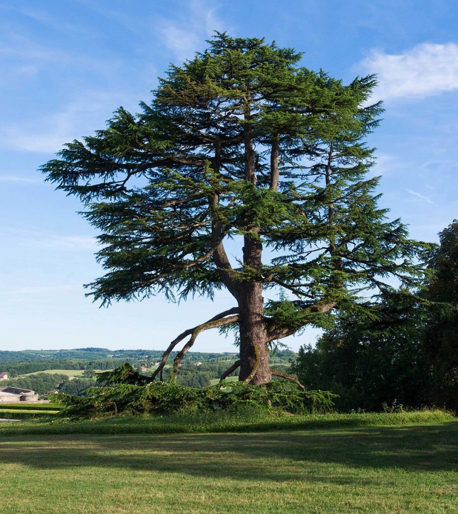 Кедр ливанский Cedrus libani
