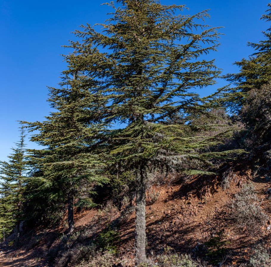 Кедр кавказский