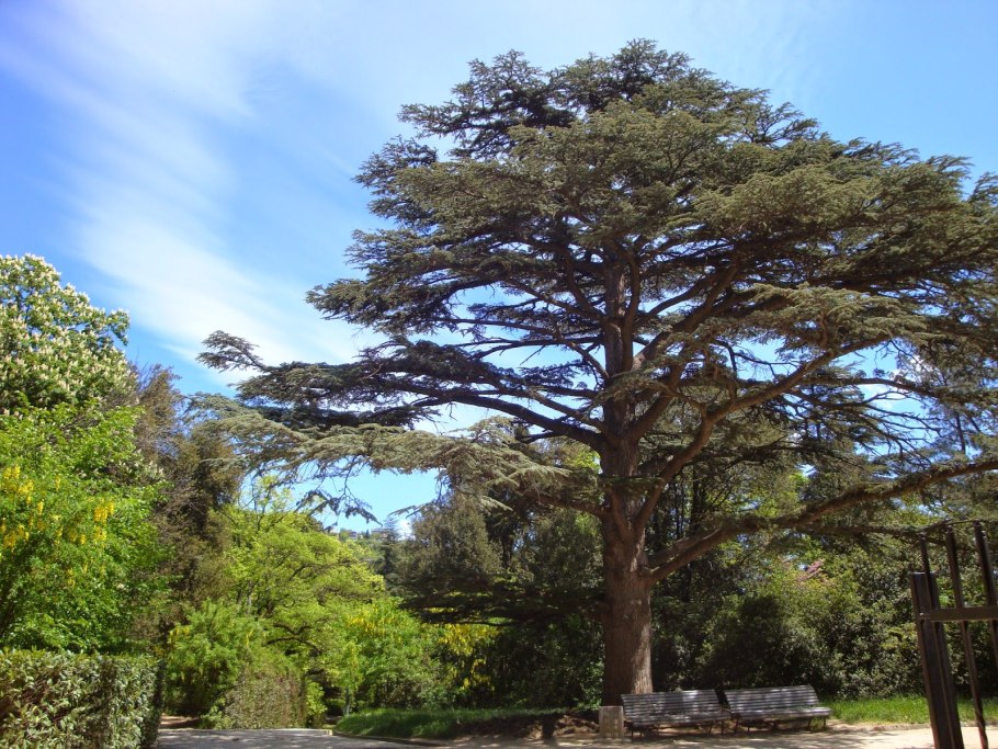 Кедр ливанский дерево