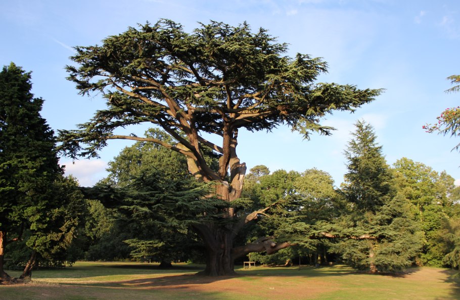 Кедр ливанский- Сedrus libani древесина