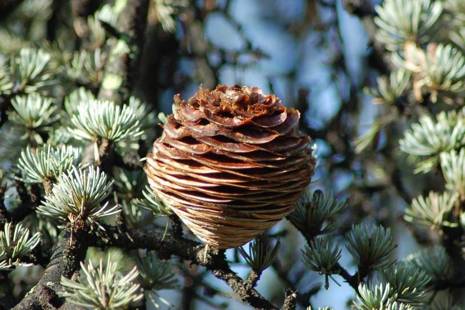 Кедр Гималайский шишки