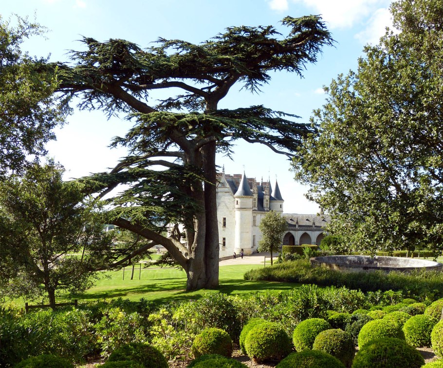 Кедр ливанский дерево