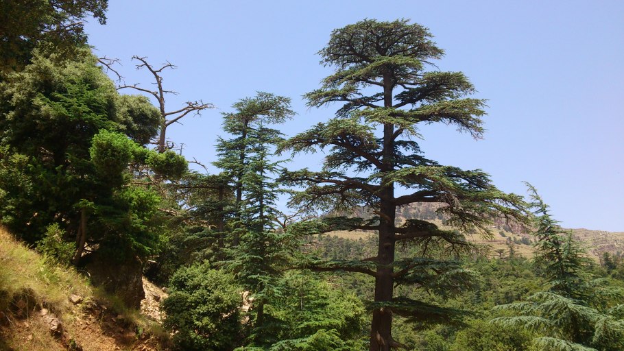 Атласский кедр Алжир