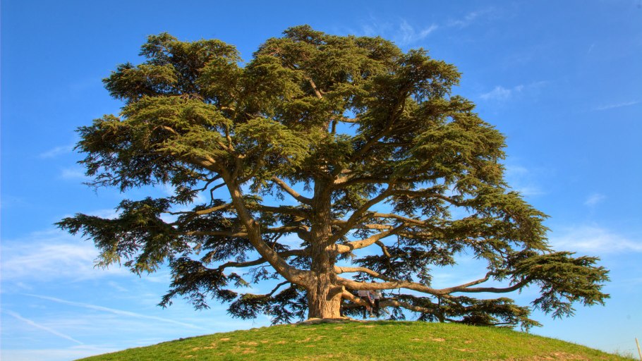 Картас дерево