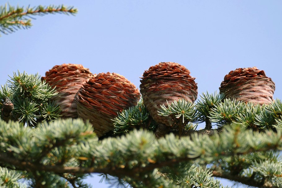 Кедр ливанский Cedrus libani