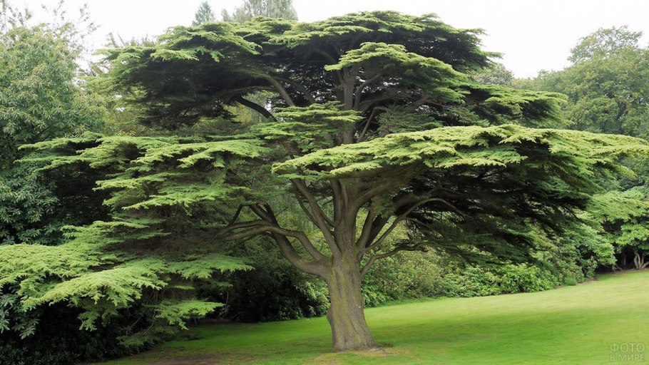 Кедр ливанский Cedrus libani