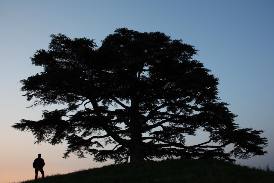 Кедр дерево жизни