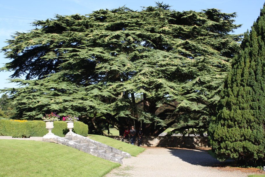 Кедр ливанский- Сedrus libani