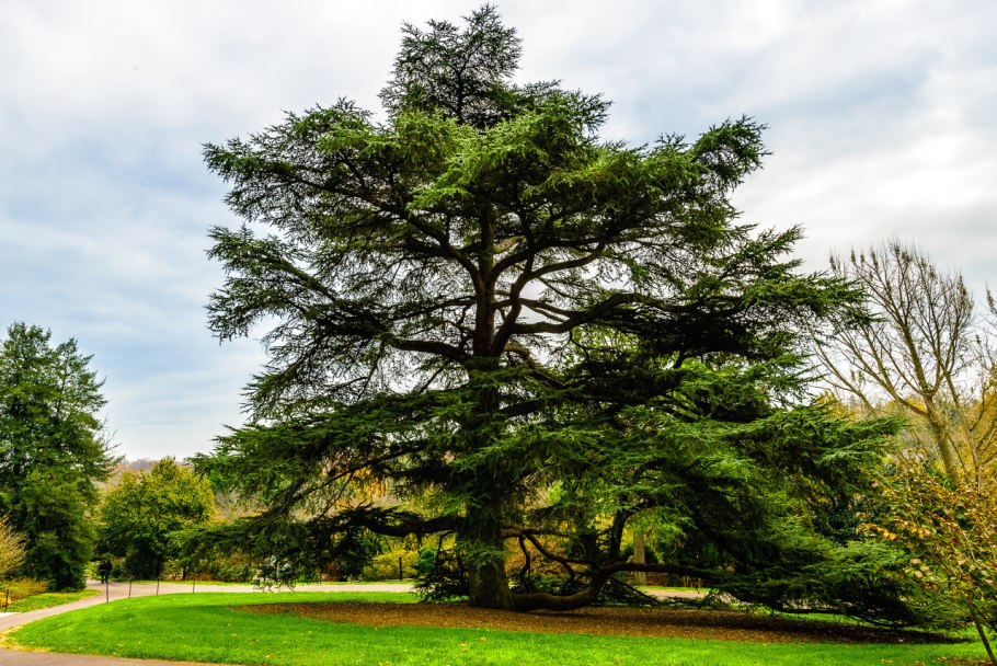 Кедр атласский (с. Atlantica)