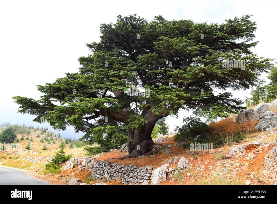 Ливанский кедр в разрезе