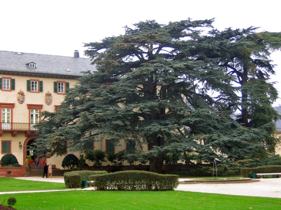 Cedrus libani