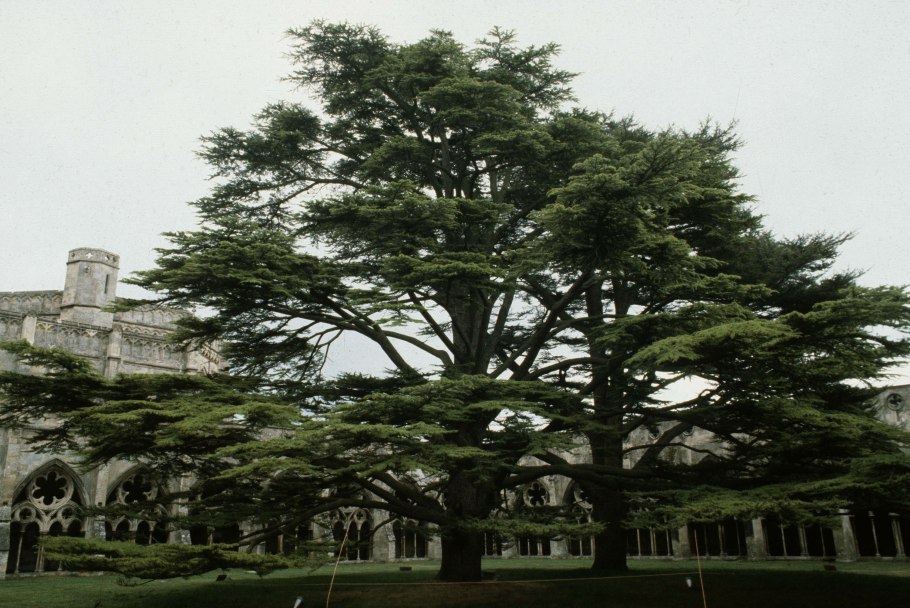 Кедр Либани