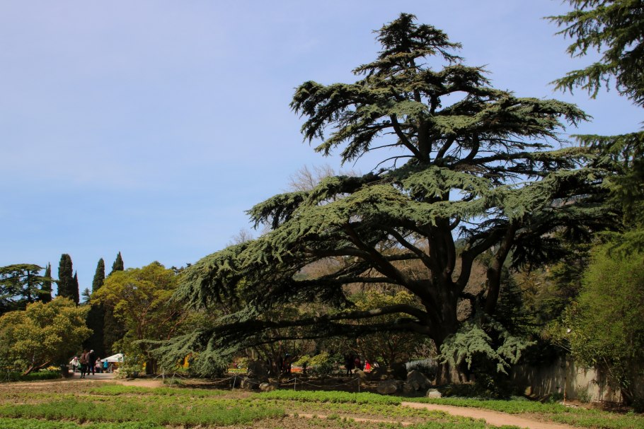 Кедр Гималайский Никитский Ботанический сад