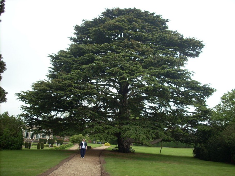 Ливанский кедр в Италии