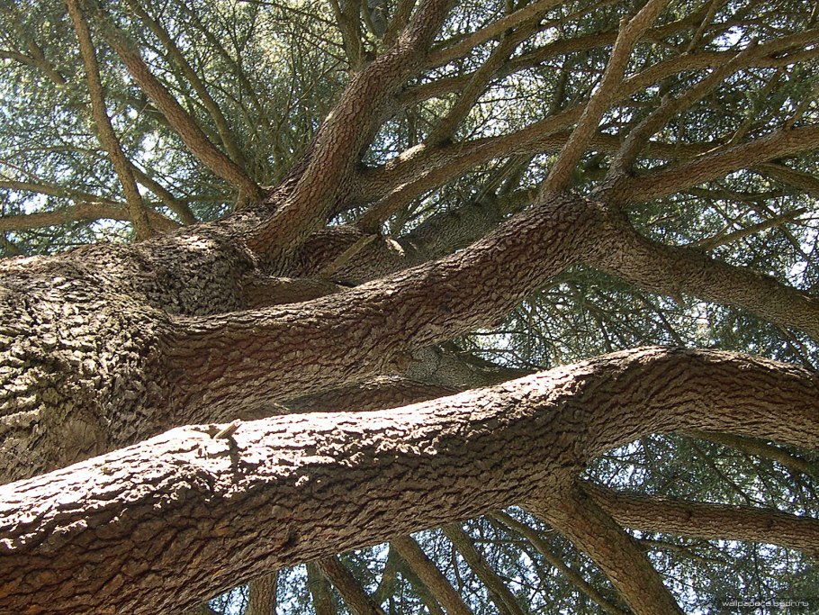 Кедр Сибирский ствол