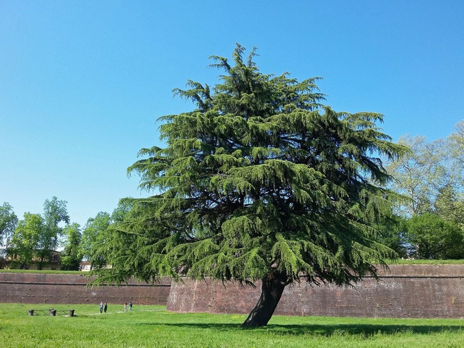 Кедр ливанский- Сedrus libani