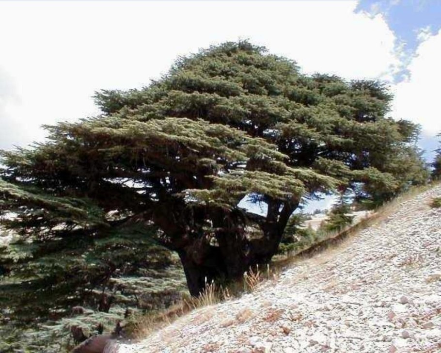 Самый большой ливанский кедр