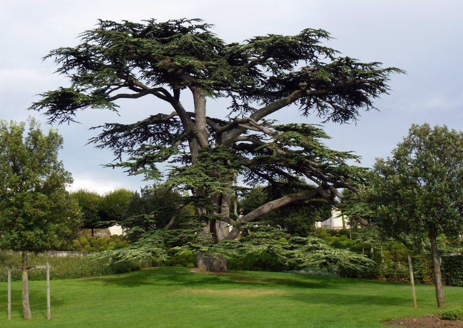 Японский Кипарис Хиноки