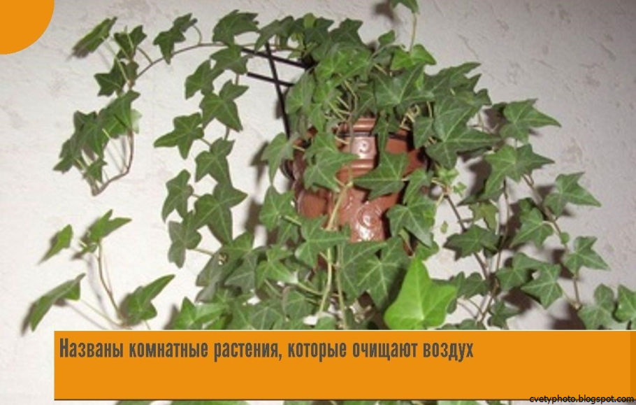 Вьюнок плющ комнатный