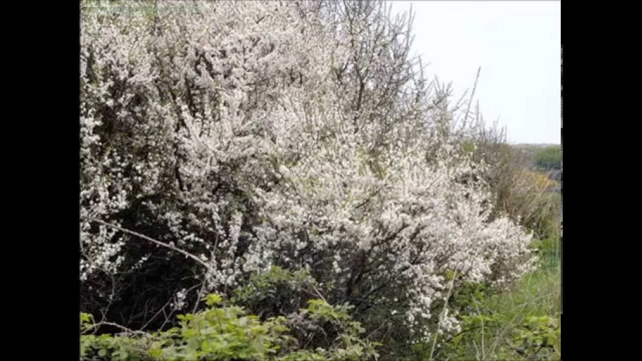 Тёрн кустарники розовые