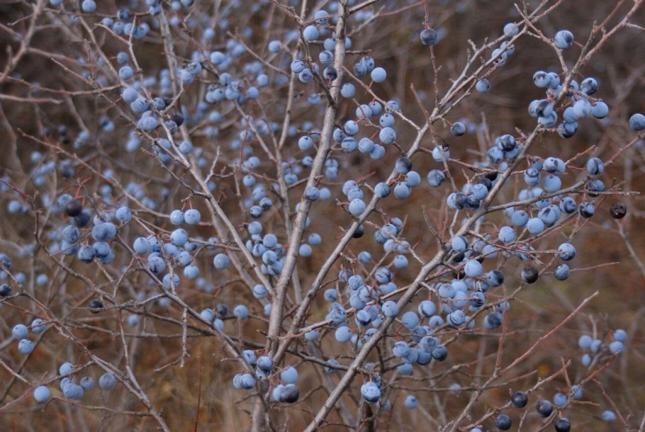Терновник кустарник