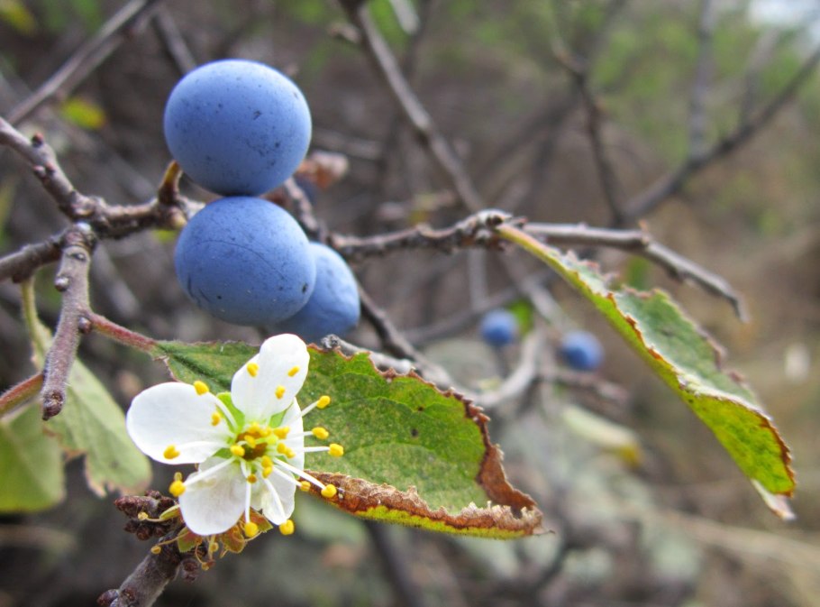 Терн цветение