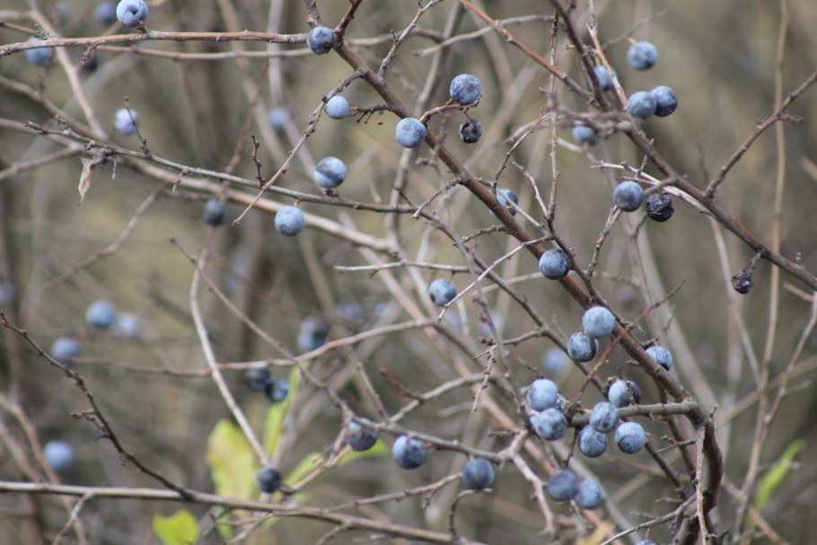 Терновник Дина