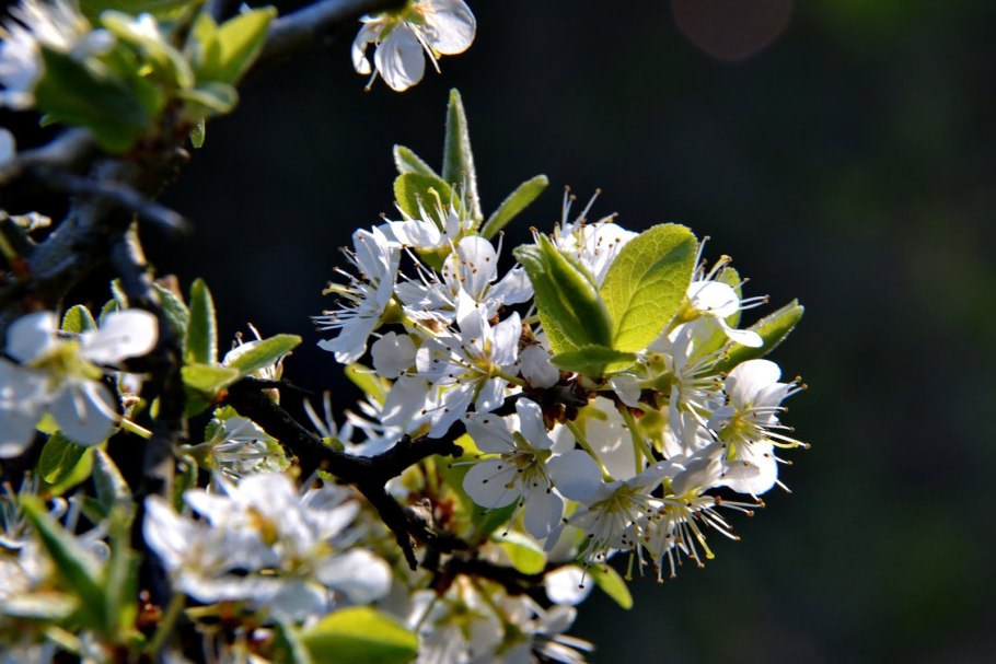 Терн кустарник цветение