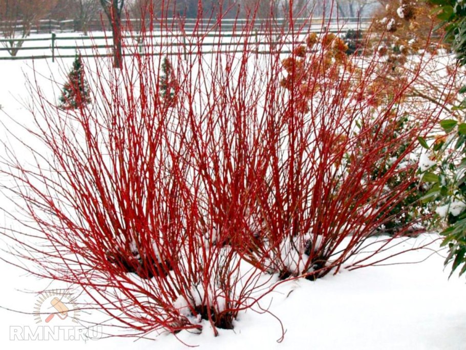 Дерен белый Сибирика