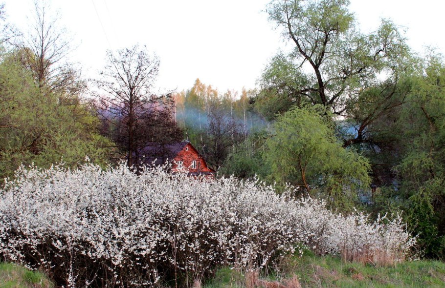 Терн Степной цветение