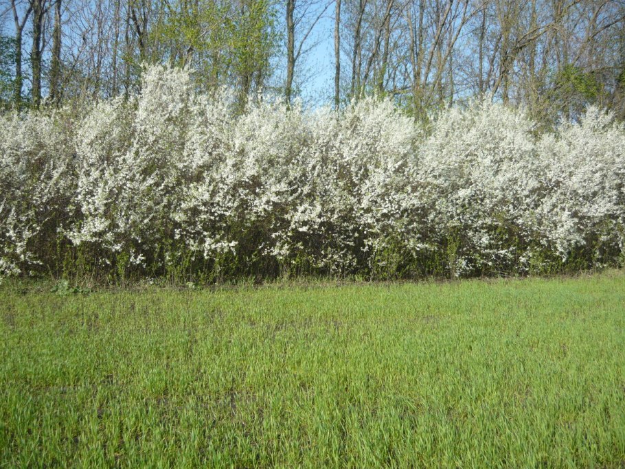 Терн декоративный кустарник