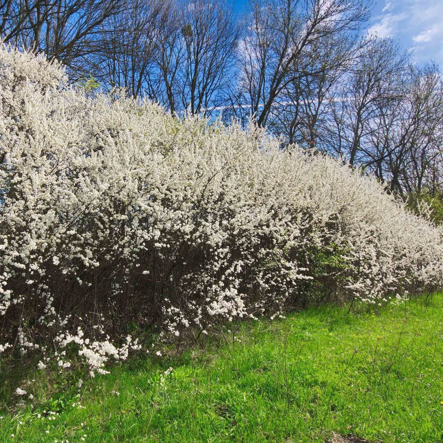Терн Живая изгородь