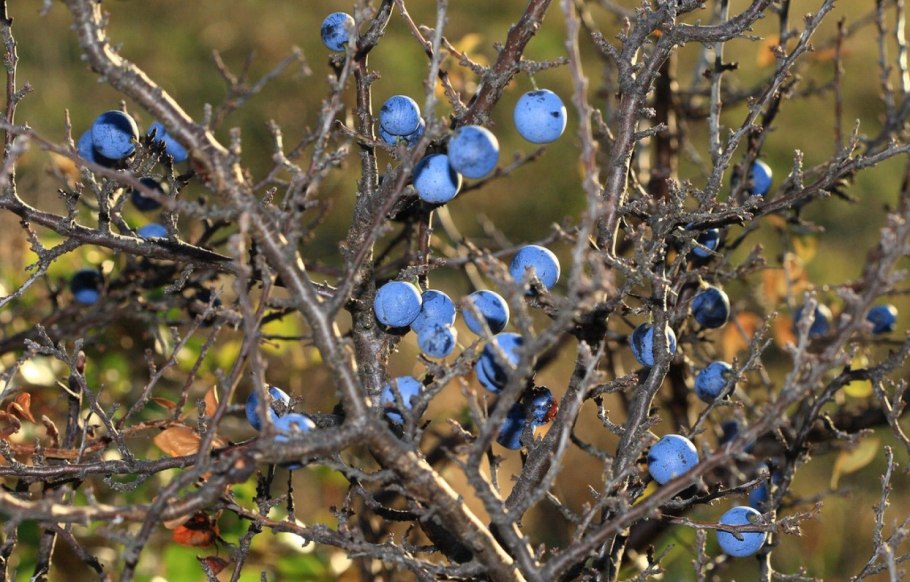 Тёрн кустарник