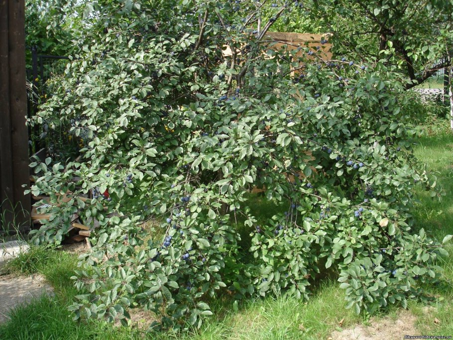 Тёрн кустарник