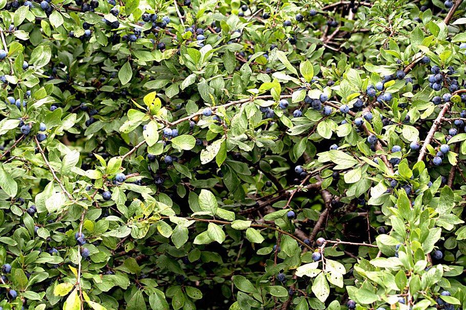 Терн Живая изгородь