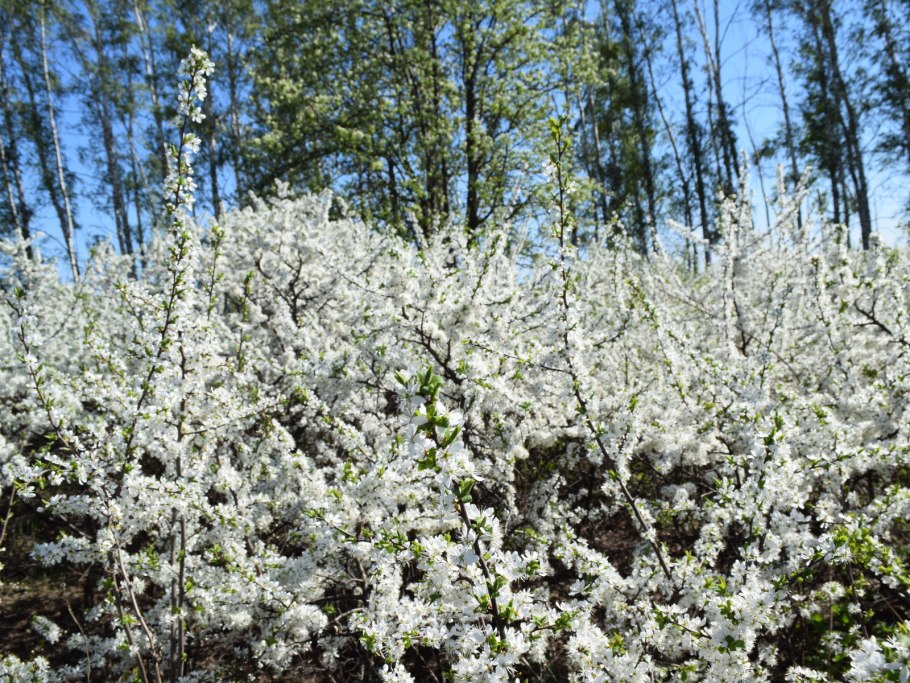 Терновник куст