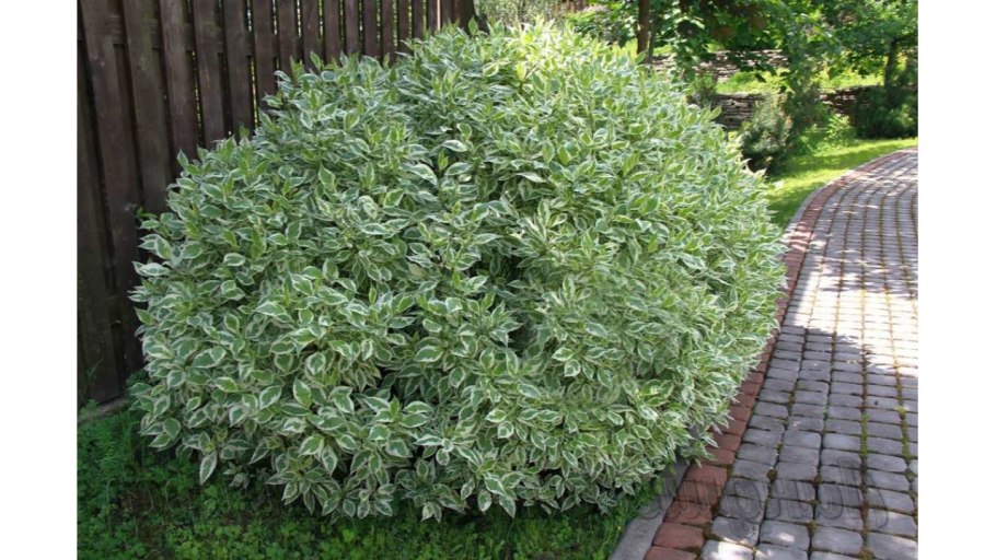 Дерен белый Элегантиссима Cornus Alba elegantissima