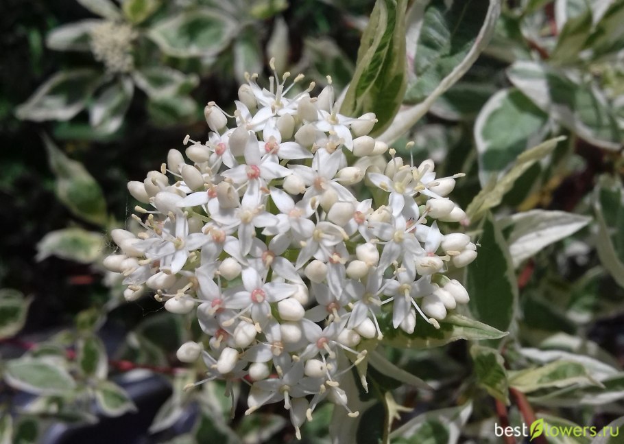 Дерен белый цветение