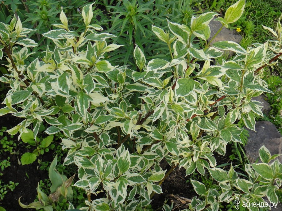 Терен кустарник декоративный сорта