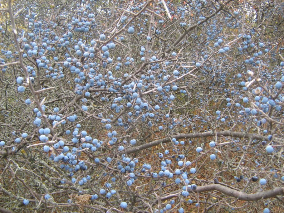 Терн Терновник куст