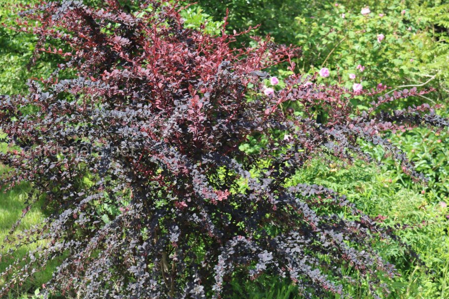 Обрезка декоративных кустарников