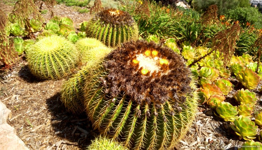 Кактус Тещин стульчик