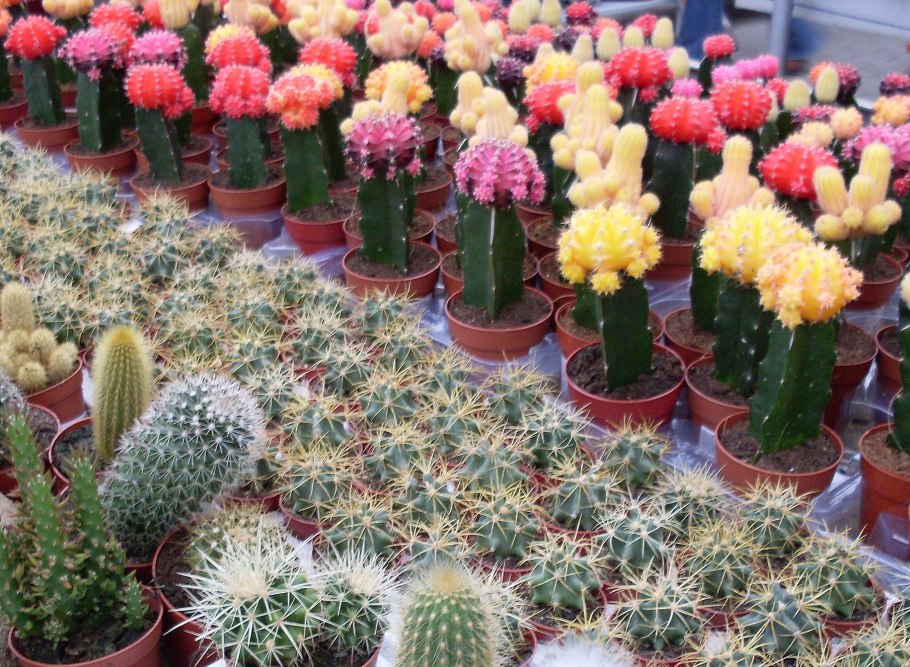 Кактус паразит